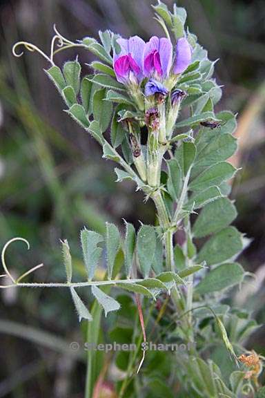 vicia sativa ssp sativa 5 graphic